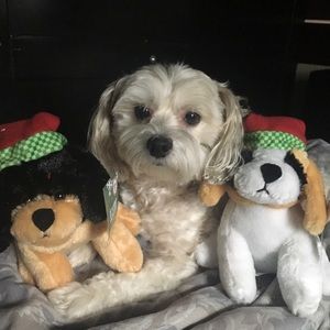 Meet your Posher, Dan